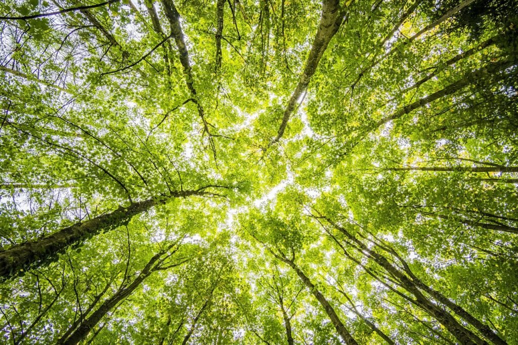 Offerings Looking up through the dense green canopy in a vibrant forest, showcasing nature's beauty.