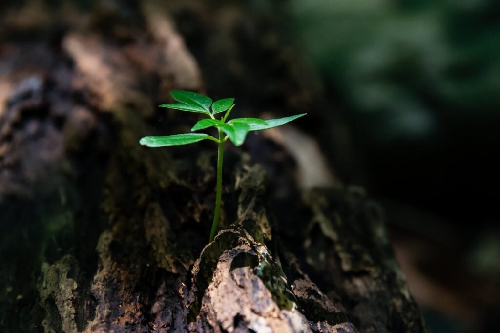 Offerings A vibrant green seedling emerges from decaying wood, symbolizing nature's growth.
