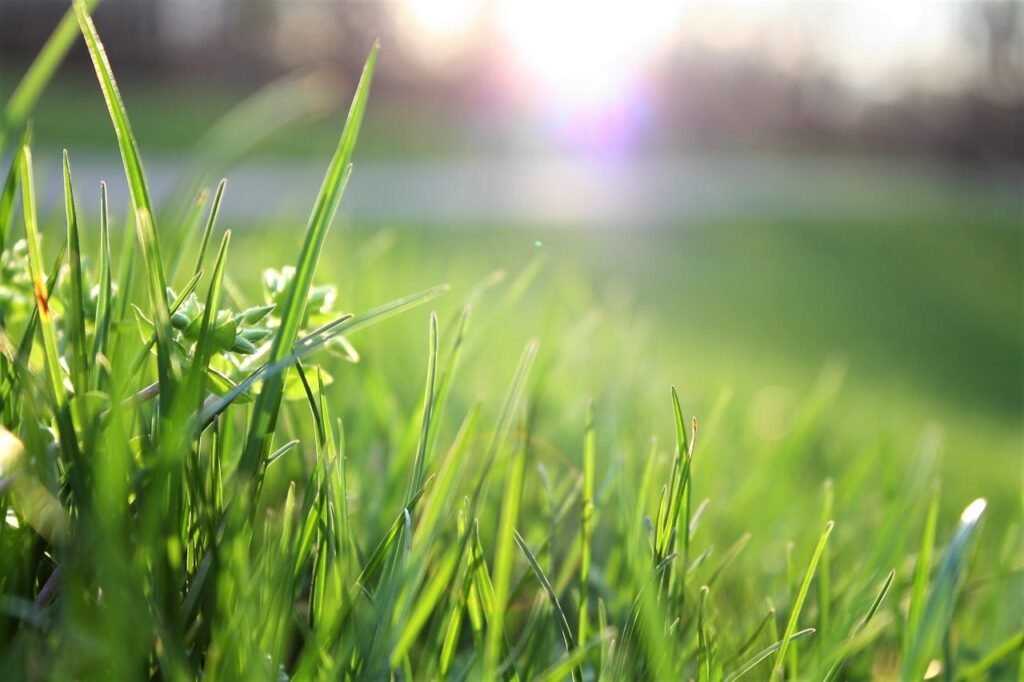 Offerings Macro shot of lush green grass with sunlight creating a warm, serene atmosphere.
